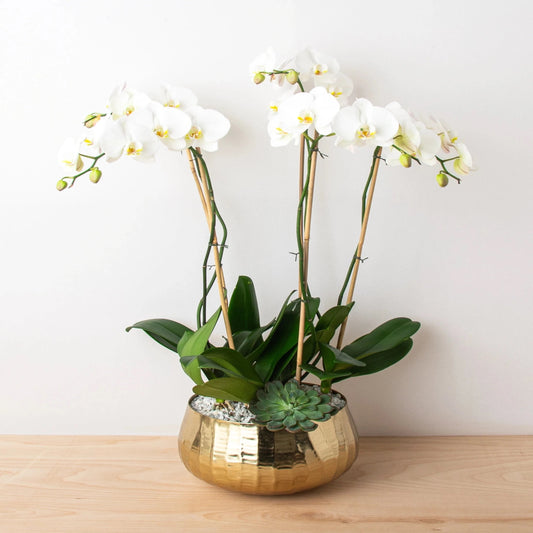 Five superb orchids in a magnificent display. Five large-petaled white phalaenopsis stems are set in a gold vase and accented with natural accents and a succulent in this rich orchid arrangement.