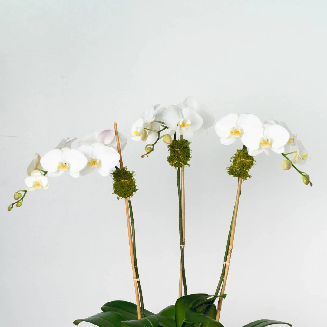 Three large-petaled white phalaenopsis stems dressed in succulent, bamboo, and natural green moss in high-end white porcelain with a gold accent.