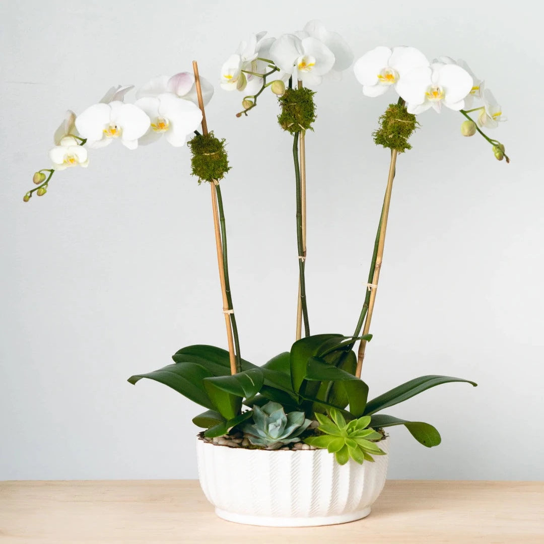 Three large-petaled white phalaenopsis stems dressed in succulent, bamboo, and natural green moss in high-end white porcelain with a gold accent.