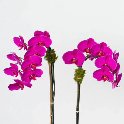 This lovely phalaenopsis orchid in a white ceramic bowl has a double-stemmed, dazzling color of Persian plum.