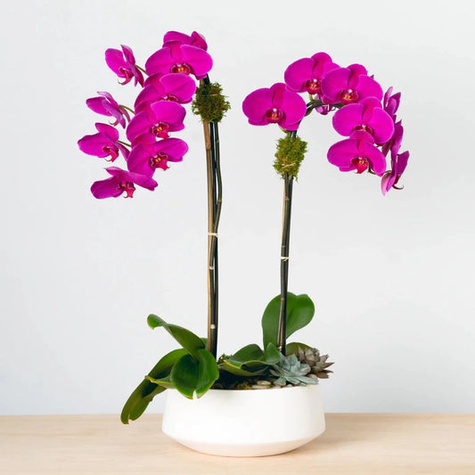 This lovely phalaenopsis orchid in a white ceramic bowl has a double-stemmed, dazzling color of Persian plum.