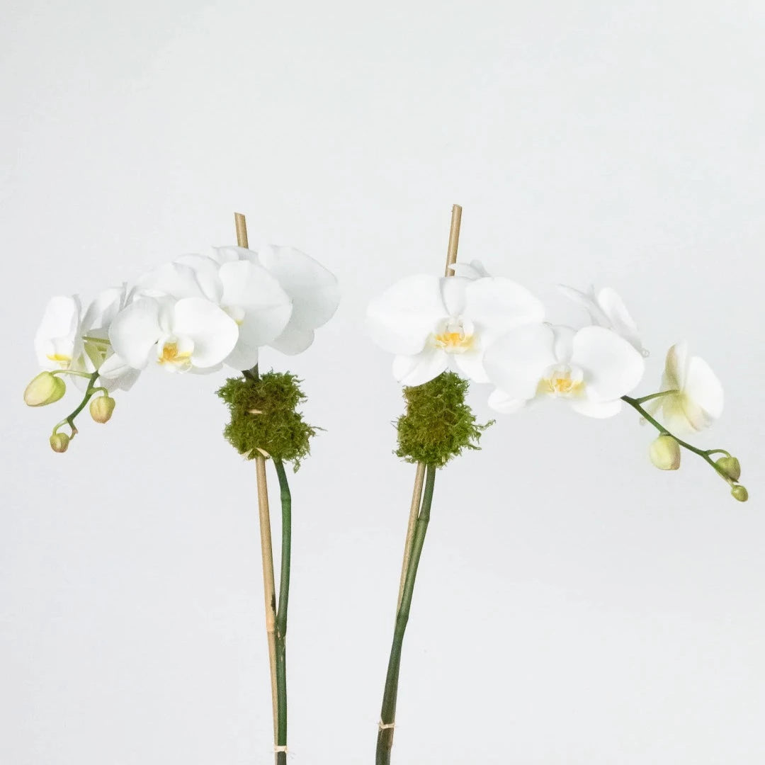 In a white ceramic vase, two large-petaled white phalaenopsis orchid plants are dressed in succulent, bamboo, and natural green moss.