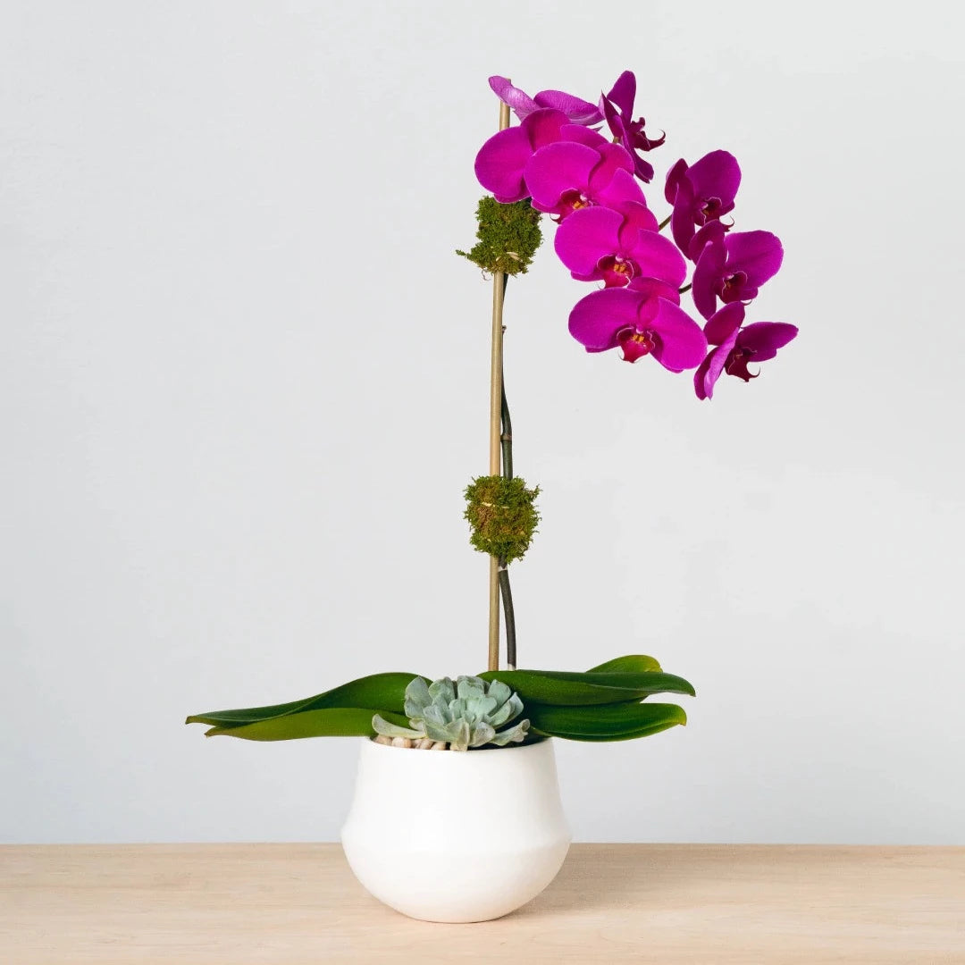 This lovely Phalaenopsis orchid is in a contemporary pottery planter and has a single stem in a bright shade of Persian plum.