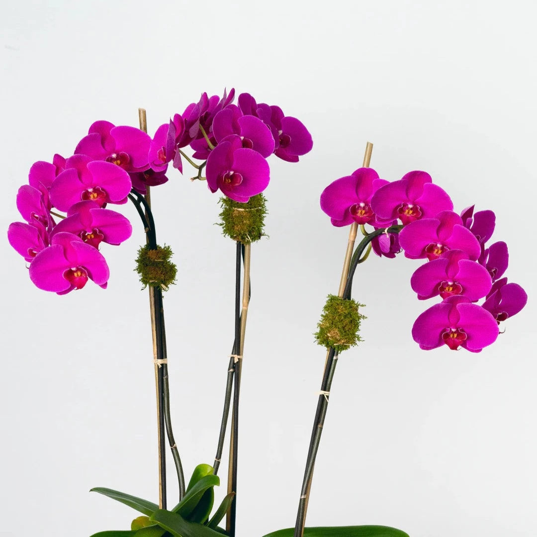 Three large-petaled purple phalaenopsis stems, It's clothed with succulent, bamboo, and natural green moss and put in high-end white porcelain with a gold accent.