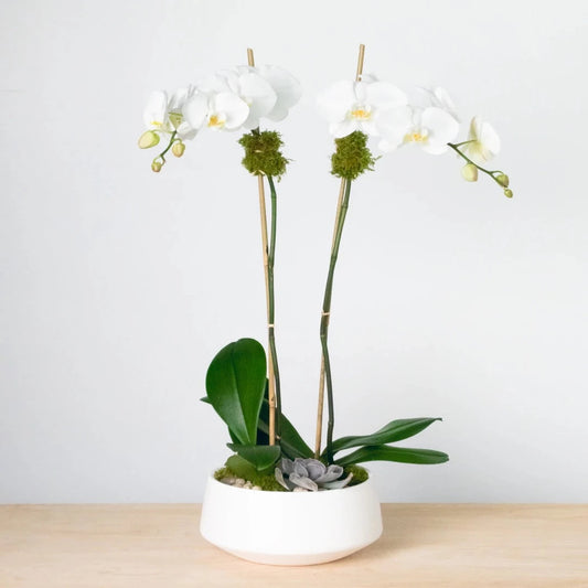 In a white ceramic vase, two large-petaled white phalaenopsis orchid plants are dressed in succulent, bamboo, and natural green moss.