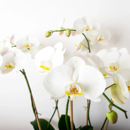 Five superb orchids in a magnificent display. Five large-petaled white phalaenopsis stems are set in a gold vase and accented with natural accents and a succulent in this rich orchid arrangement.